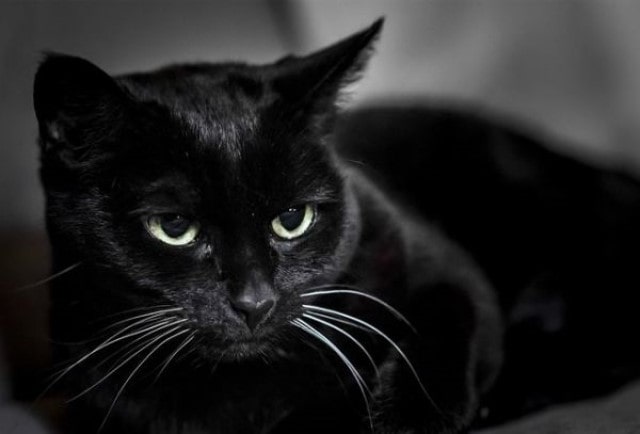 Nằm mơ thấy mèo đen cẩn thận có kẻ hãm hại